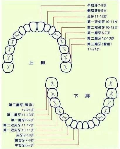 門牙下面的牙齒|您知道人類牙齒的所有名稱嗎？ 